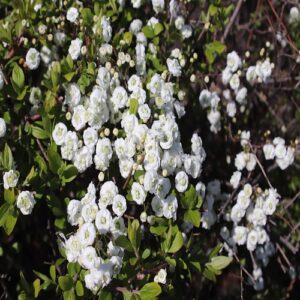 シジミバナの花