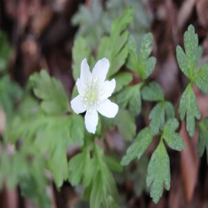 キクザキイチゲの花