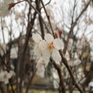 コヒガンの花