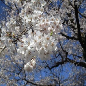 エドヒガンの花