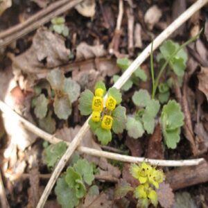 コガネネコノメソウの花