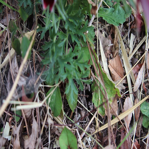 オキナグサの葉