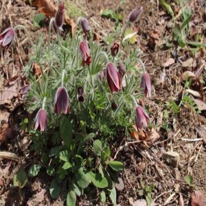 オキナグサの花