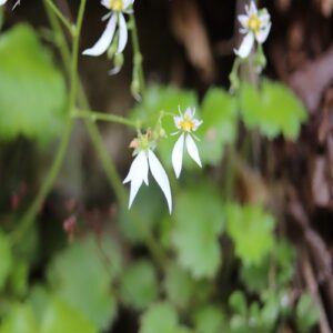 ハルユキノシタの花
