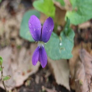 パピリオナケアの花