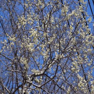 バッコヤナギの花
