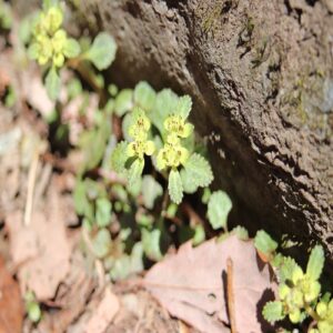 ニッコウネコノメソウの花