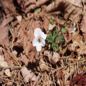 シロバナエゾスミレの花