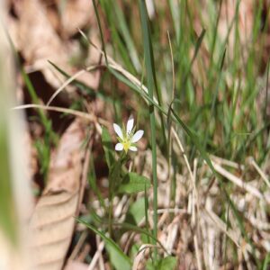 ヒゲネワチガイソウの花