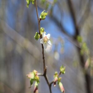 チョウジザクラの花