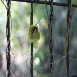 オオバウマノスズクサの花