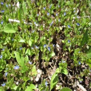 タチイヌノフグリの花