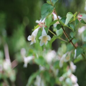 ツクバネウツギの花