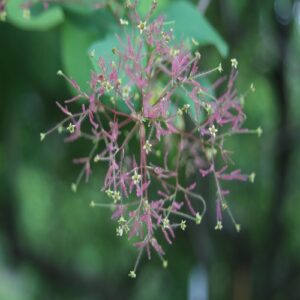 スモークツリーの花