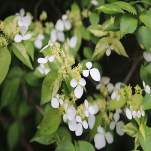 ヤクシマアジサイの花
