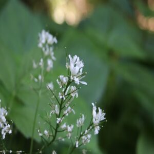 コンロンソウの花