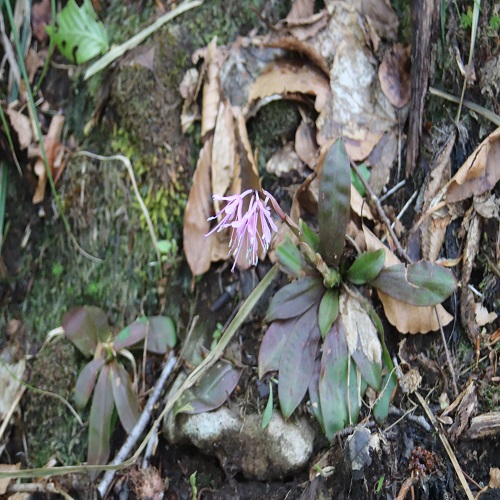ショウジョウバカマの花