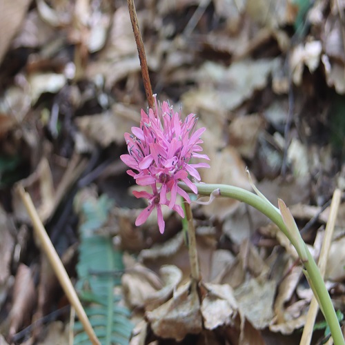 ショウジョウバカマの花