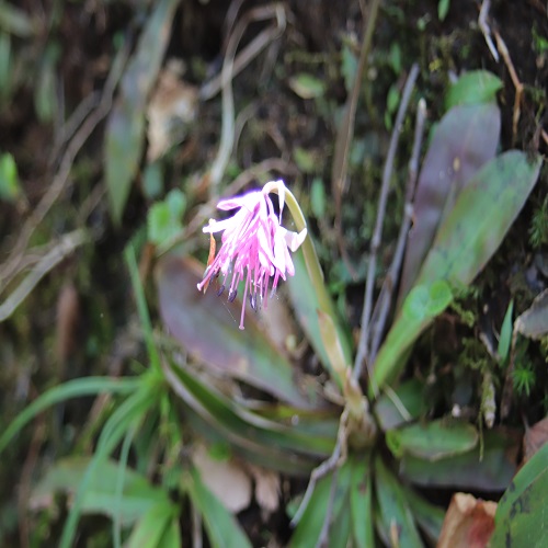 ショウジョウバカマの花