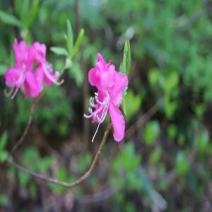 ムラサキヤシオツツジの花
