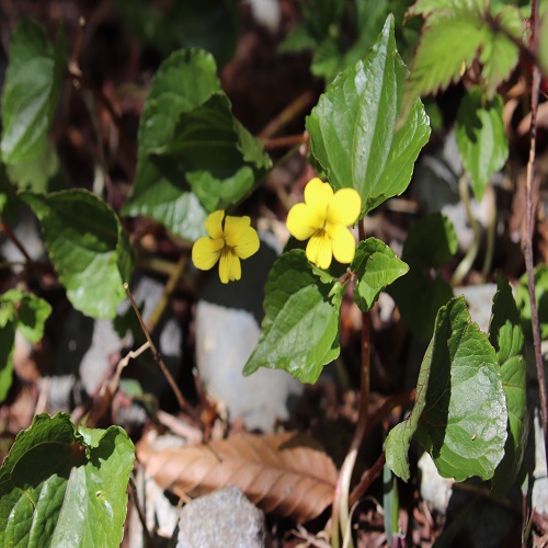 ナエバキスミレの花