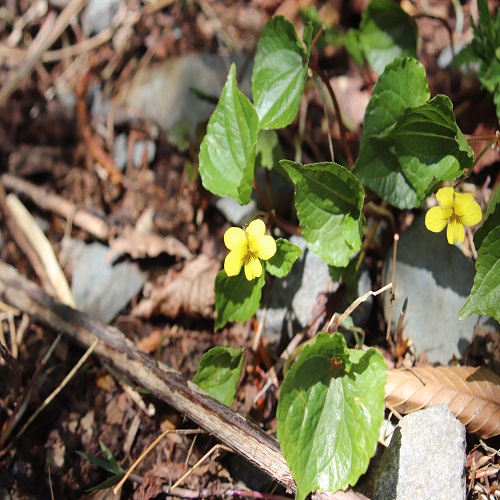 ナエバキスミレの花