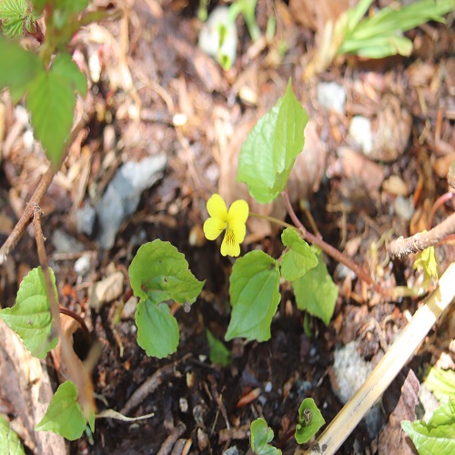 ナエバキスミレの花