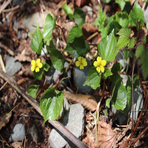 ナエバキスミレの花