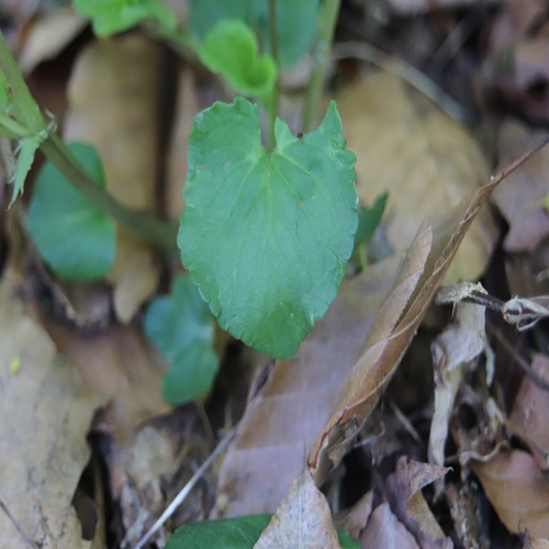 オオタチツボスミレの葉