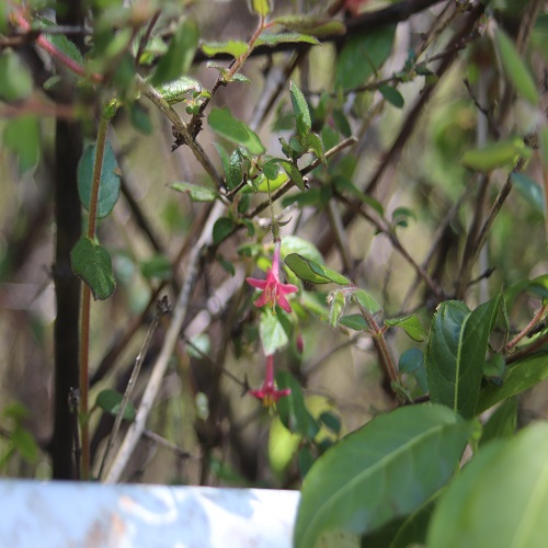 ミヤマウグイスカグラの花