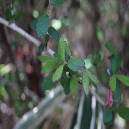 ミヤマウグイスカグラの葉