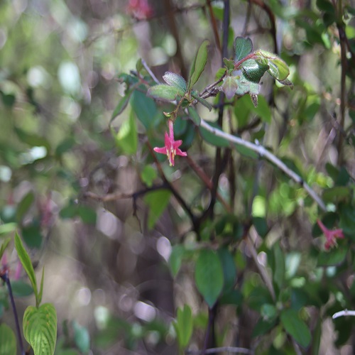 ミヤマウグイスカグラの花