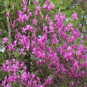 トウゴクミツバツツジの花