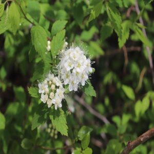 アイズシモツケの花