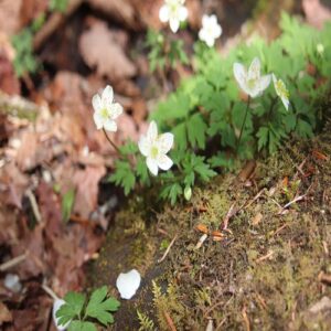 サンリンソウの花