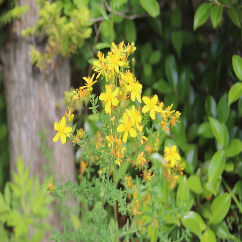 コゴメバオトギリの花