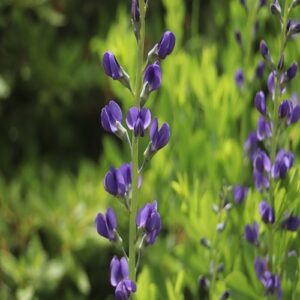 ムラサキセンダイハギの花