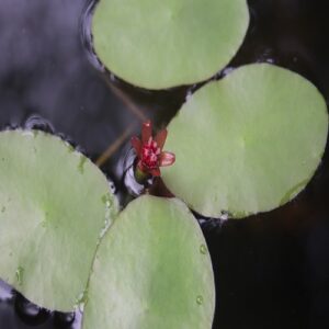 ジュンサイの花