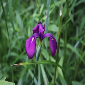 ノハナショウブの花