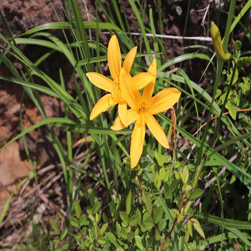 ニッコウキスゲの花