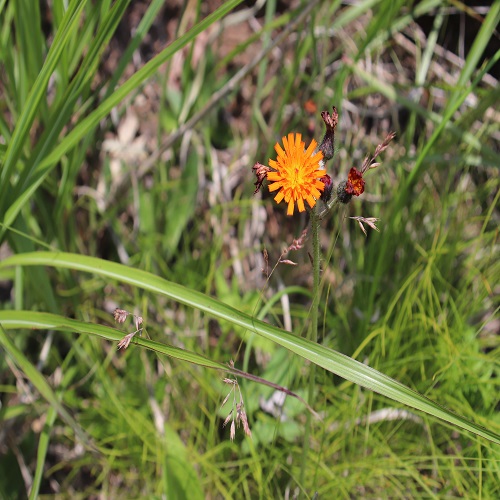 コウリンタンポポの花