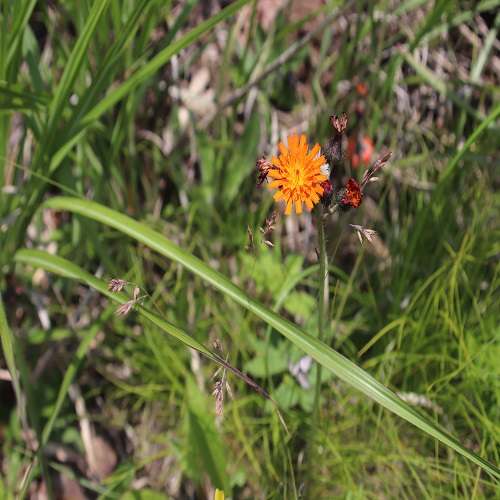 コウリンタンポポの花