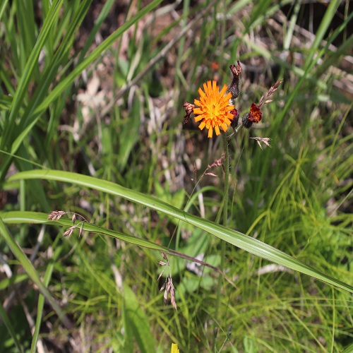 コウリンタンポポの花