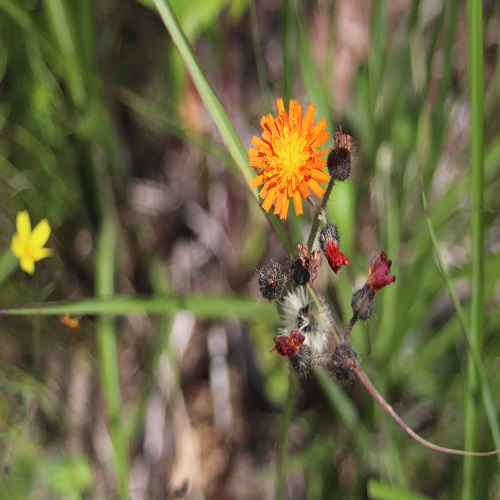 コウリンタンポポの花