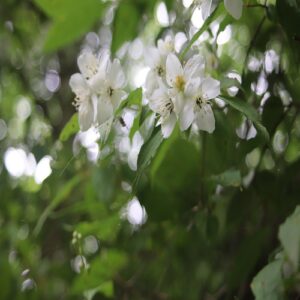 バイカウツギの花