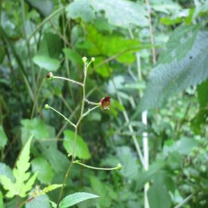 サツキヒナノウスツボの花