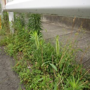 エノコログサの花