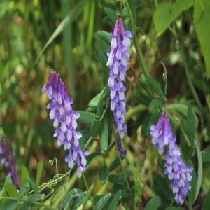 ナヨクサフジの花