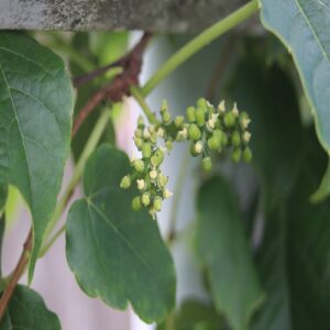 ツタの雌性期の花