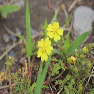 カワラサイコの花